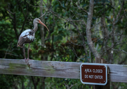 Shaded walking trail through tropical hardwood hammock at Dagny Johnson Key Largo Botanical State Park