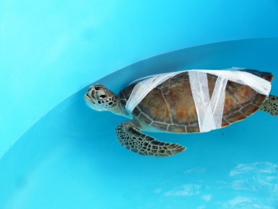 Sea turtle swimming at The Turtle Hospital in Marathon Florida recovering