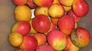 Miami Mangos