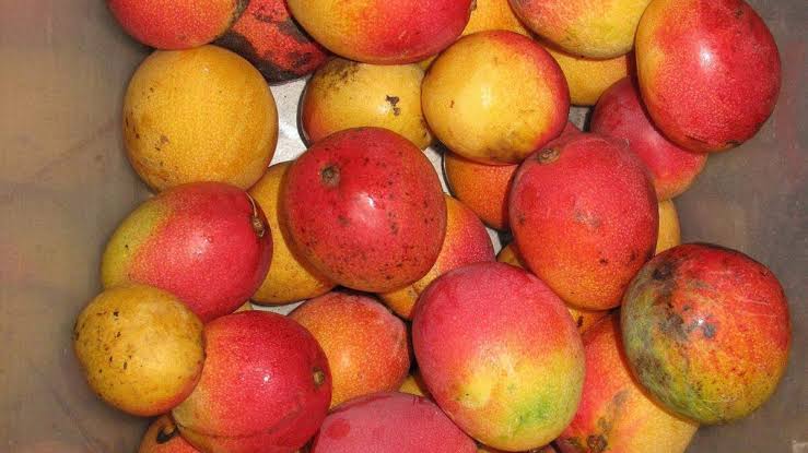 Miami Mangos